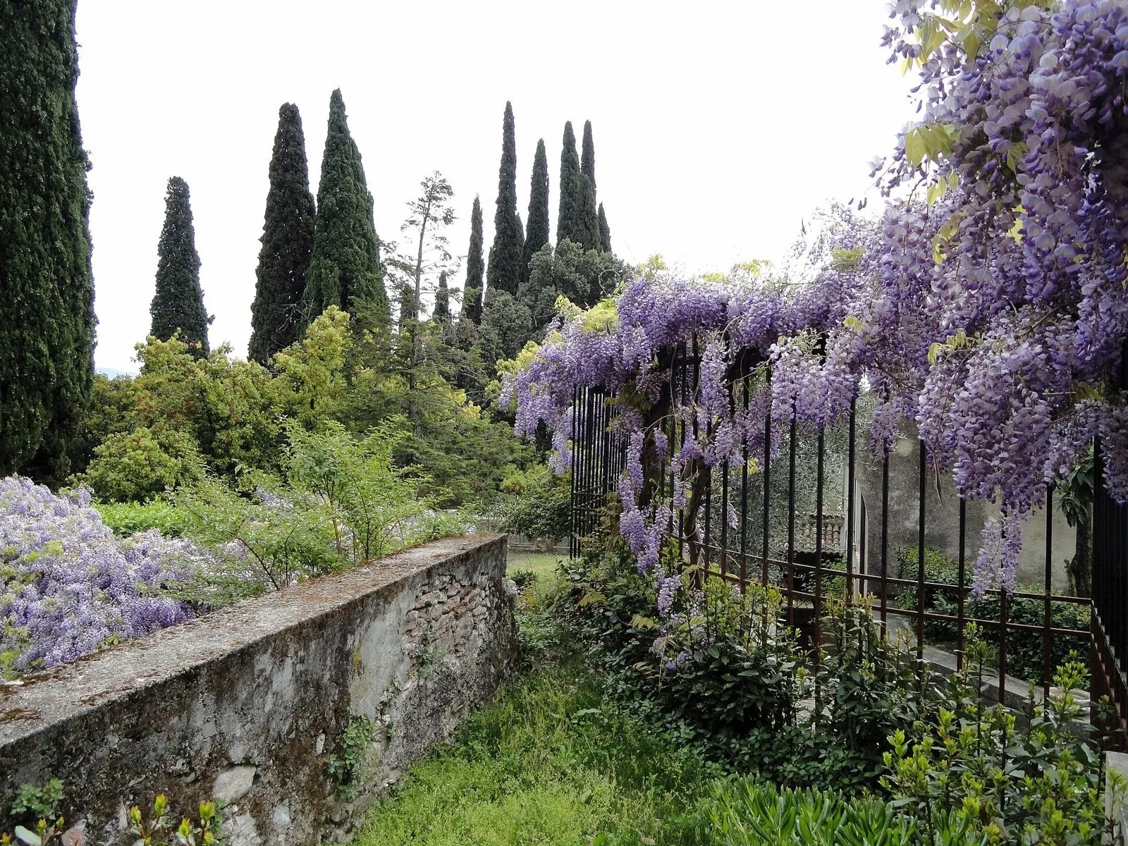 Glicine in piena fioritura primaverile lungo una cancellata del Vittoriale, tra cipressi e giardini